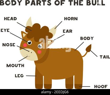 Body parts of the cute cartoon farm cow. Animals anatomy in English for ...