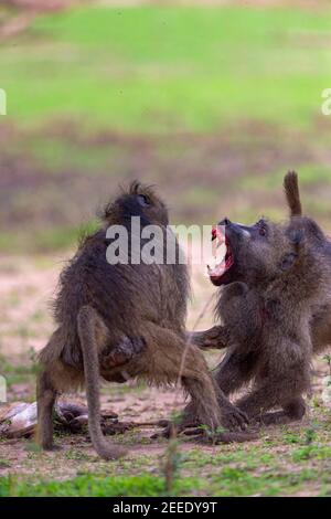 A pair of large male Chacma baboons fight over an Impala baby corpse in Zimbabwe's Mana Pools National Park, Zimbabwe. Stock Photo