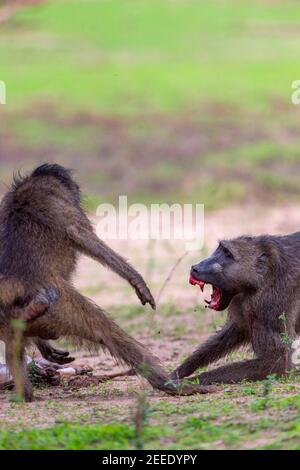 A pair of large male Chacma baboons fight over an Impala baby corpse in Zimbabwe's Mana Pools National Park, Zimbabwe. Stock Photo