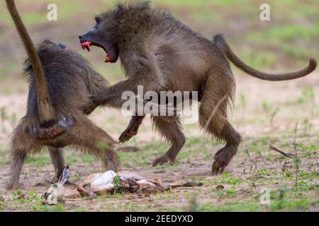 A pair of large male Chacma baboons fight over an Impala baby corpse in Zimbabwe's Mana Pools National Park, Zimbabwe. Stock Photo