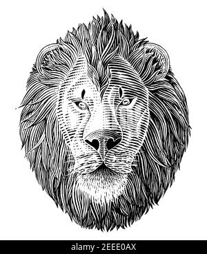 The lion head hand draw vintage engraving illustration black and white clip art isolated on white background Stock Vector
