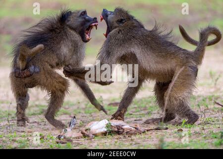 A pair of large male Chacma baboons fight over an Impala baby corpse in Zimbabwe's Mana Pools National Park, Zimbabwe. Stock Photo