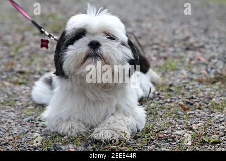 Small and sweet Lhasa apso resting on a country road Stock Photo