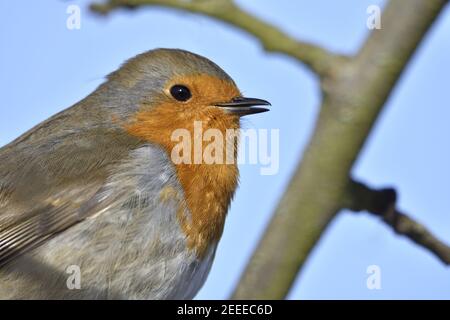 European Robin (Erithacus rubecula) Stock Photo