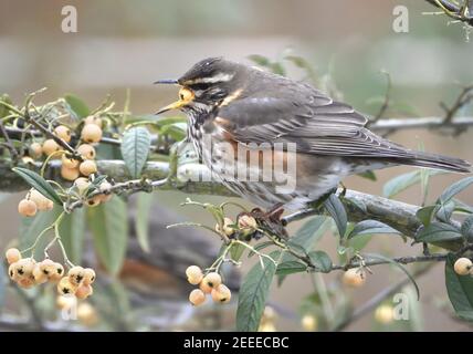 Redwing (Turdus iliacus) feeding on Cotoneaster berries in a garden in winter. Kent, UK (Feb 2021) Stock Photo