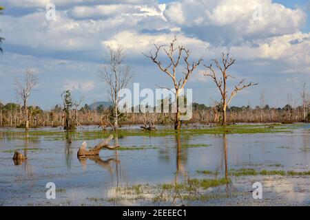 The swamp near Neak Pean temple, Angkor, Siem Reap, Cambodia Stock Photo