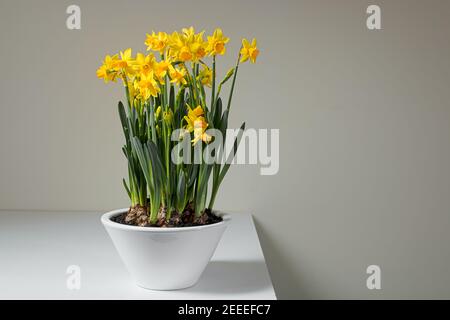 Blooming yellow daffodils in a white ceramic pot on a white table Stock Photo