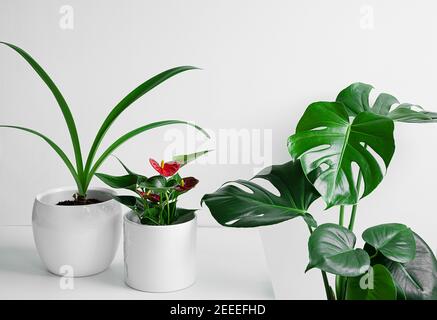 Several indoor plants on a white table in the home interior with day light, home gardening and connecting with nature concept Stock Photo