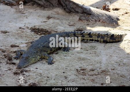 Crocodile Chobe National Park in Botswana Stock Photo