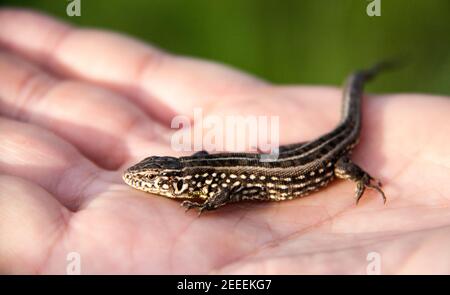 lizard sitting on a palm close up Stock Photo