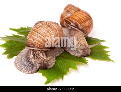 two snails crawling on the grape leaves white background Stock Photo