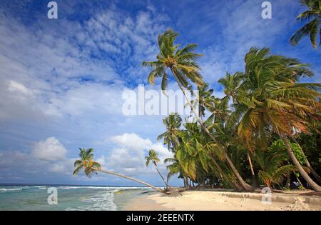 Palm trees on the beach, Filitheyo island, Maldives Stock Photo