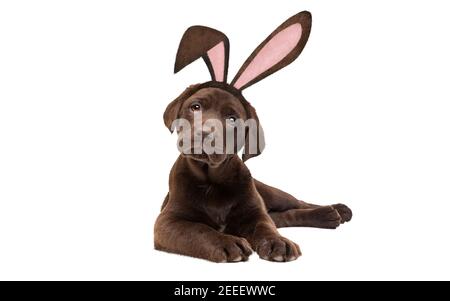 A chocolate Labrador puppy dog with bunny ears in front of a white background. Stock Photo