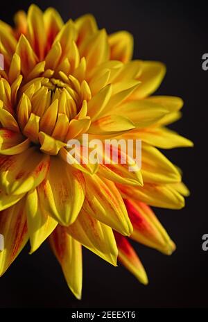 Yellow dahlia flower macro photo on black background. Close up. Vertical crop. Stock Photo