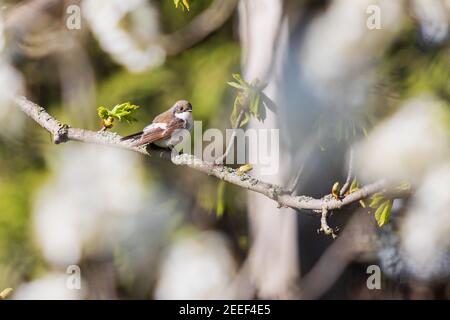European pied flycatcher among the spring bloom Stock Photo