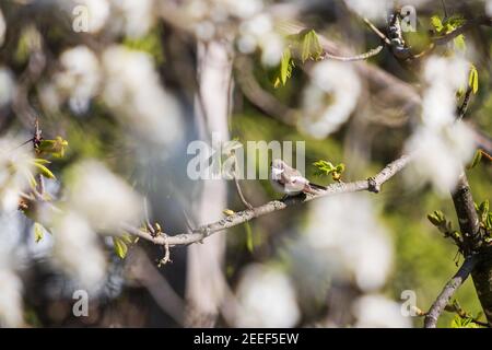little beautiful bird among the spring bloom Stock Photo