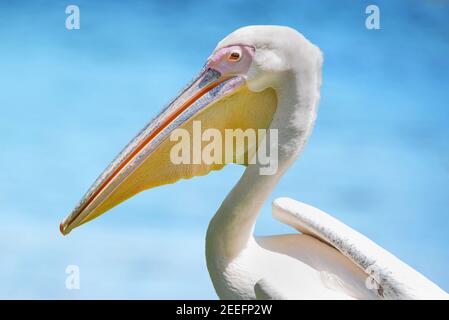 Portrait of a White Pelican on blue ocean background Stock Photo