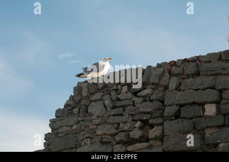 Seagull on old stone wall on a sunny day Stock Photo