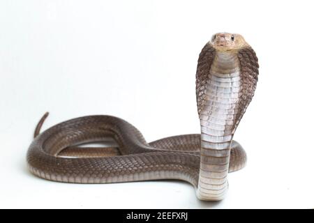 The Javan spitting cobra (Naja sputatrix) also called the southern ...