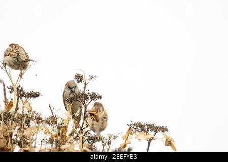 Portrait of three sparrows sitting on an overblown hydrangea branch. Two blurred sparrows an one sharp in the middle, close-up against a white sky Stock Photo