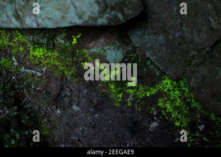 Goblin gold luminous moss glowing in a natural cave in Finland Stock Photo