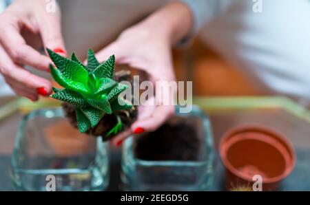 detail photograph of a mini cactus being transplanted into a new glass pot in spring. background of a woman out of focus. concept of cultivation and d Stock Photo