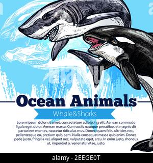 Ocean animals poster of killer whale or orca and white shark. Vector design of predatory fishes of marine mammals species in wildlife or oceanarium fo Stock Vector