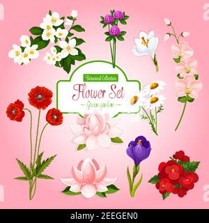 Spring flowers set for botanical poster. Vector bouquets of garden poppy, orchid branches, clover and begonia blossoms, iris or crocus and daisy bunch Stock Vector