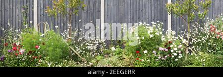 Wooden painted garden fence with spring and summer garden flower bed with many plants and blooming flowers. Concrete fence posts and grey close border Stock Photo