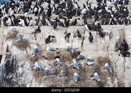 Kittiwake (Rissa tridactyla) and guillemot (Uria aalge) breeding colony, Farne Islands, Northumberland, UK Stock Photo