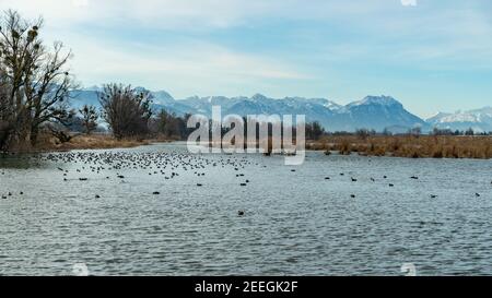 Tench holes in the morning light in winter cold. Shore of Lake Constance with reeds, bushes and trees. Vorarlberg mountains in the background. Hard Stock Photo