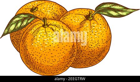 Orange fruits sketch. Vector isolated icon of fresh whole and tropical citrus or tangerine fruit for jam and juice drink product label or grocery stor Stock Vector