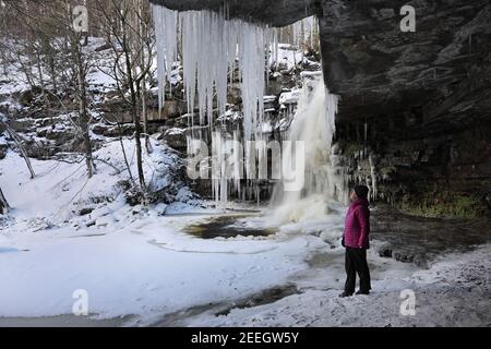 A Woman Looks out of Gibson’s Cave at Giant Icicles and a Partially Frozen Summerhill Force in Winter, Teesdale, County Durham, UK Stock Photo