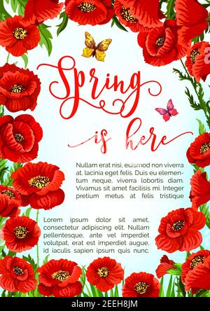 Spring is here vector poster with blooming poppy flowers floral frame. Springtime flourish nature with red flowers bouquets, blossoms and butterflies Stock Vector