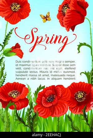 Spring holidays vector greeting card design of blooming poppy flowers field. Template for springtime seasonal quotes with blooming nature and flourish Stock Vector