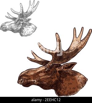 Moose elk head sketch vector icon. Wild forest stag deer or reindeer with antlers. Isolated wildlife fauna and zoology symbol or emblem for blazon for Stock Vector