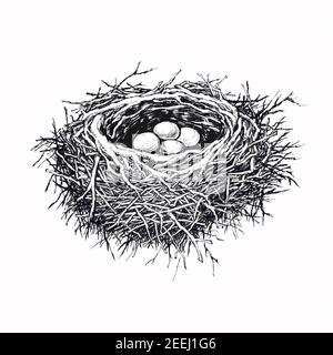 Brilliant Bird Nests  Virtual Art Exhibition  Wildlife Artist Robert E  Fuller