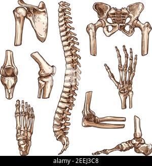 Bone and joint of human skeleton sketches. Hand, hip, knee, foot, spine and arm, finger, elbow and pelvis, rib, shoulder, ankle, thorax, chest and wri Stock Vector