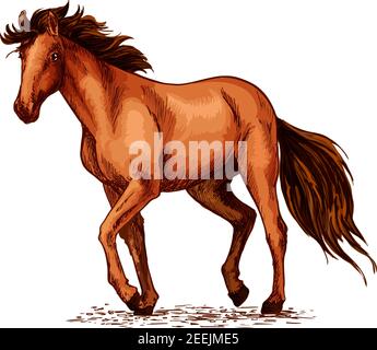 Horse sketch of wild mustang stallion. Brown horse walking on the pasture. Equestrian sport, horse racing, ride club symbol or t-shirt print design Stock Vector