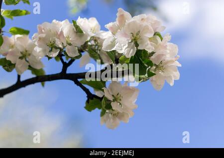 Blossom wide open white apple flowers against the blue sky closeup Stock Photo