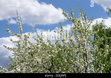 In spring apple tree branches with white flowers against the blue sky and clouds Stock Photo