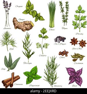 Spices and herbs vector isolated icons set of lavender, oregano or ginger root and thyme or chives, organic seasonings of parsley, dill or black peppe Stock Vector