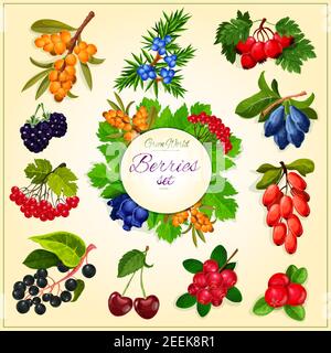 Wild berries poster of garden buckthorn, honeysuckle or cranberry and rowanberry. Vector set of wildberry fruits of ashberry, wild barberry and juicy Stock Vector