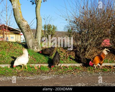 Chicken on a farm Stock Photo