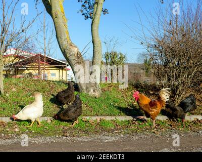 Chicken on a farm Stock Photo