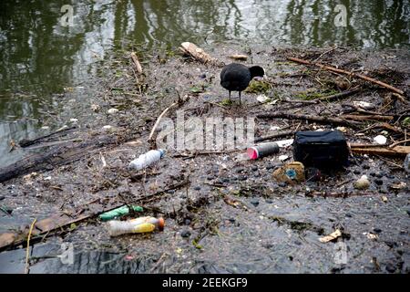 London, Hackney. River Lea. A coot looks for food amongst the rubbish in the canal. Stock Photo