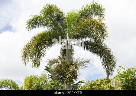 Wodyetia bifurcata - foxtail palm. Stock Photo
