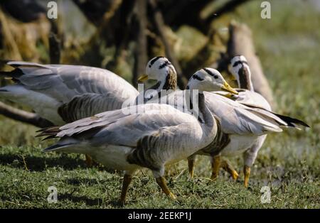 The bar-headed goose or Anser indicus in Bharatpur Bird Sanctuary India Stock Photo