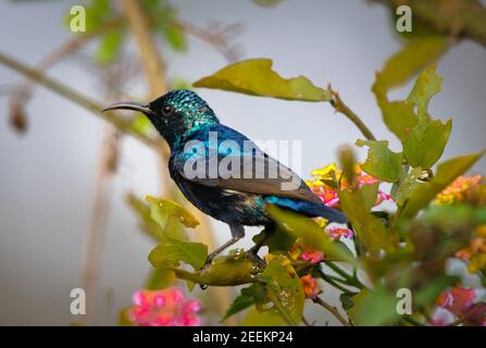 The purple Sunbird or Cinnyris asiaticus looking for food in Bharatpur Bird sanctuary Stock Photo