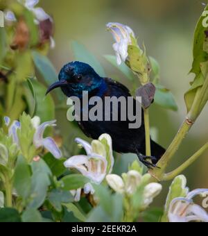 The purple Sunbird or Cinnyris asiaticus looking for food in Bharatpur Bird sanctuary Stock Photo